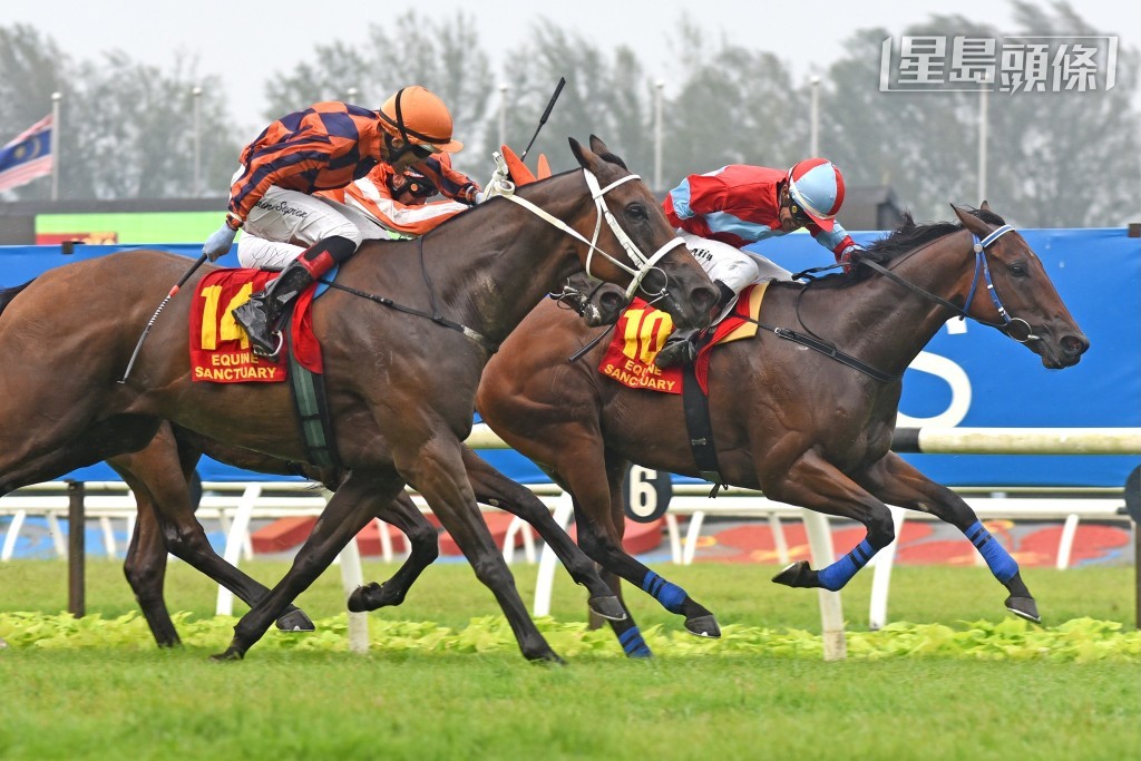 马来西亚雪兰莪马场,昨(29/3)日举行三冠系列首关赛事东姑金杯,结果由练马师林利杰训练,配上老将艾菲「富贵树」,早段跟在前列,入直路后率先出头,终点前力拒对手冲刺险胜。图片来源:雪兰莪赛马公会 马来西亚雪兰莪马场,昨(29/3)日举行三冠系列首关赛事东姑金杯,结果由练马师林利杰训练,配上老将艾菲「富贵树」,早段跟在前列,入直路后率先出头,终点前力拒对手冲刺险胜。图片来源:雪兰莪赛马公会