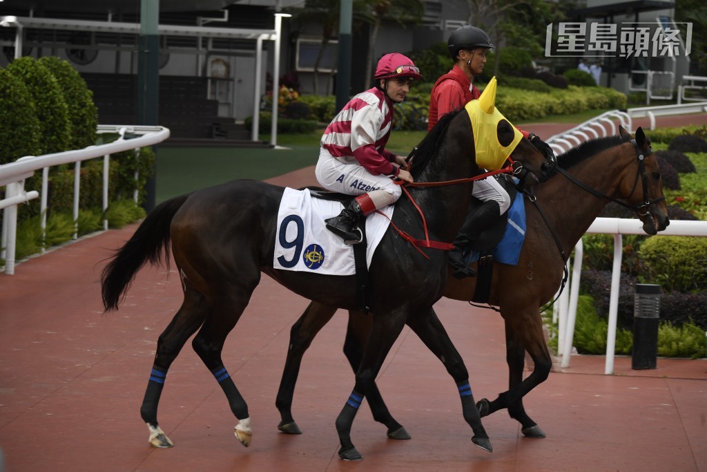 今季自购马「安帝」(图) 跑过两场之后，上场增程跑二千米，即以一马位之差不敌「友莹光」得季军。