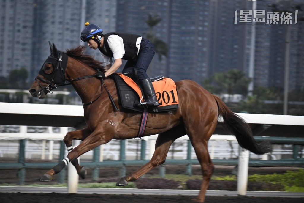 当周日沙田赛事两匹有程马第一场「知恩图报」（K166) 和第五场 「领航多福」（L201）(图) 今早操练时，MC郑俊伟均显得十分着紧。