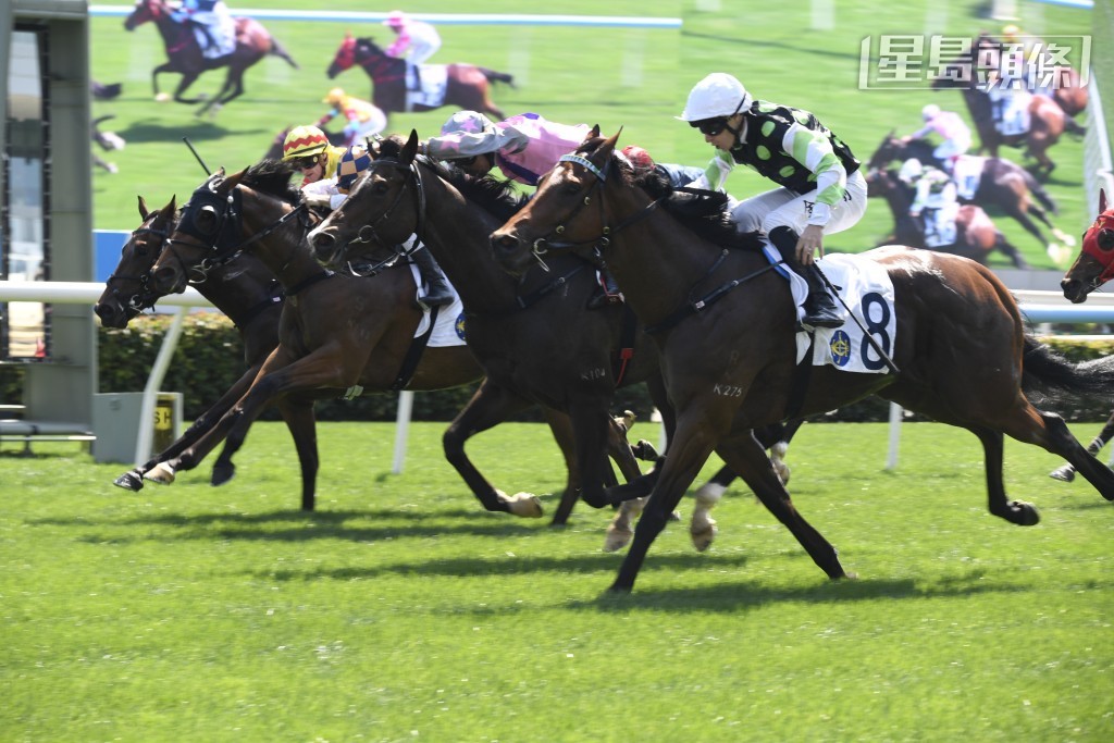 周日沙田賽事，田泰安卜定「風雲武士」、「安遇」、「北斗福星」、「暴風一族」(圖)、「摯友心得」。