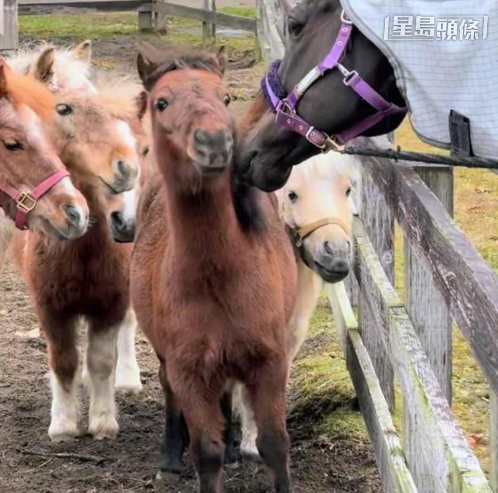 「金鎗六十」和一班馬仔玩耍時，仿如大哥哥般，把馬頭挨近和安撫小馬仔，展示其溫柔的另一面。(相片和短片截圖來源： 馬主陳家樑提供，IG @mogutaro_umauma )
