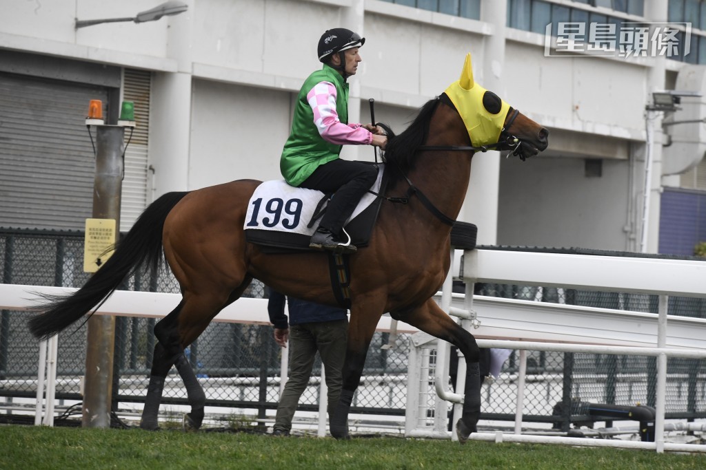 「確好勁」賽前五度由布文試閘，深受騎者重視，今場在港初出，會否馬如其名確好勁呢？