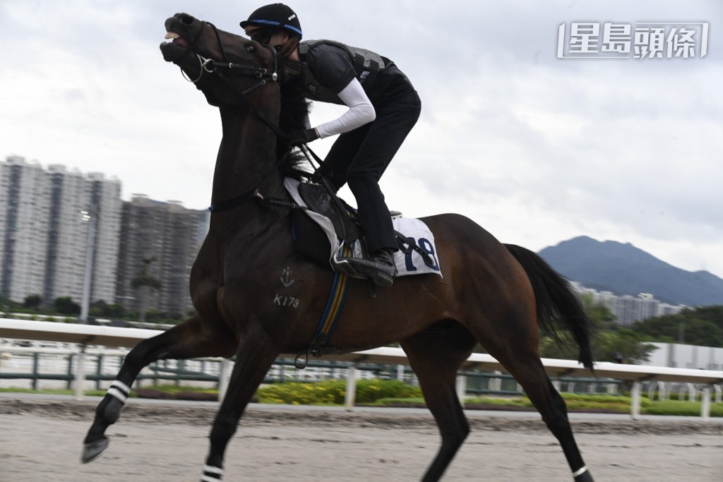 今早奧爾民一早到場,為出爭周三谷戰第五場四班一哩的「競駿良駒」加課,動態積極。 今早奧爾民一早到場,為出爭周三谷戰第五場四班一哩的「競駿良駒」加課,動態積極。
