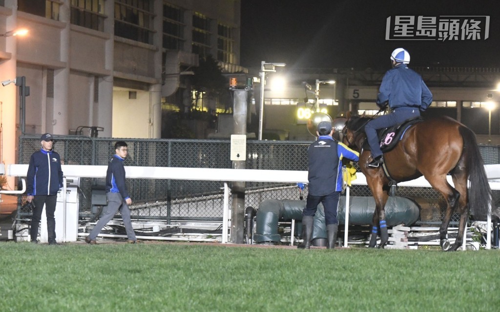 今早六时十五分左右，布文伙拍「祝愿」跳草地，廖康铭(图) 更亲自接马到草地出跳，动态紧张。