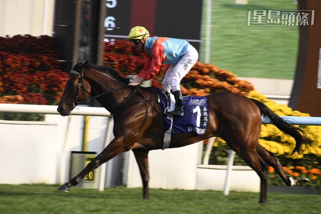 希斯透露目前世界评分最高赛驹「嘉应高升」，将于下周二试闸，为下月六日竞逐二级赛短途锦标备战。