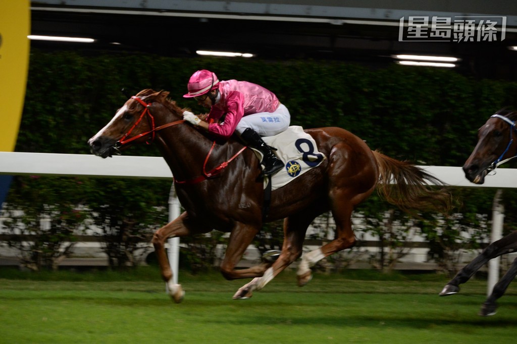 徐家養的「火百合」過往在羅富全訓練取得兩W。