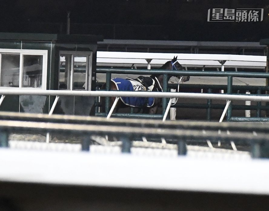 今早大约六时，方厩的「龙文鞭影」在内圈操练时，突然抛下骑马人，幸而空马迅速被捉住，人马均无碍，操练继续，有惊无险。