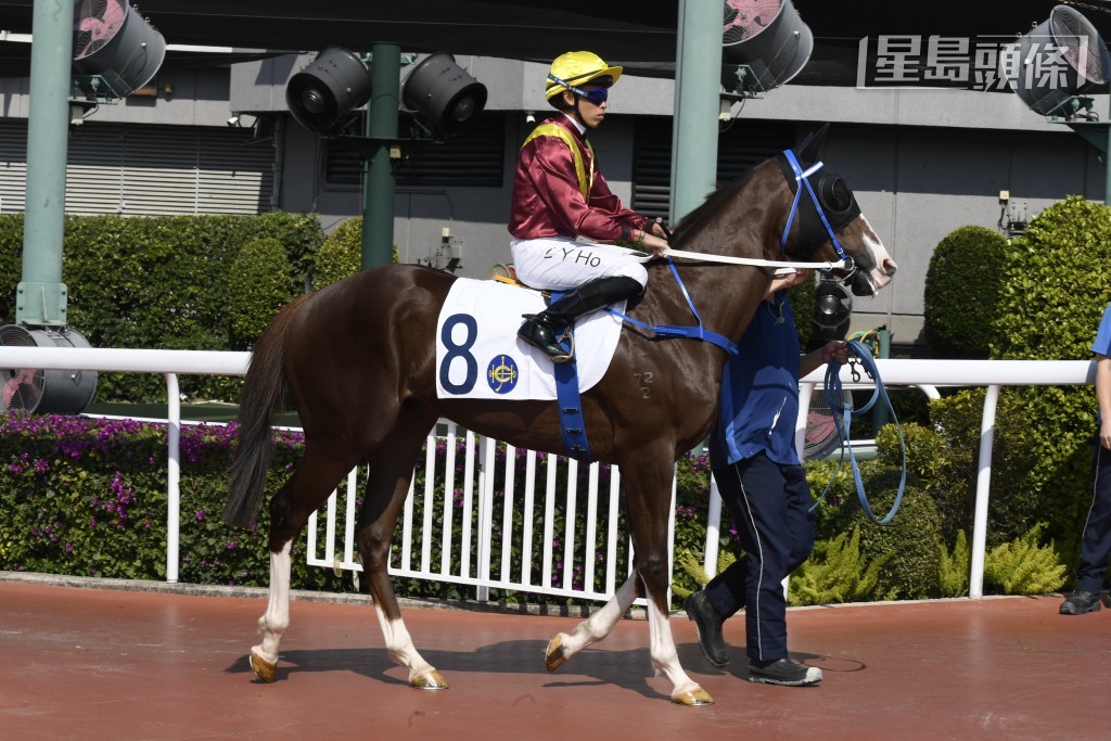 「腾达勇士」(图) 是由方嘉柏训练，周日由莫雷拉执缰，或许雷神再可为梁孔德建功。