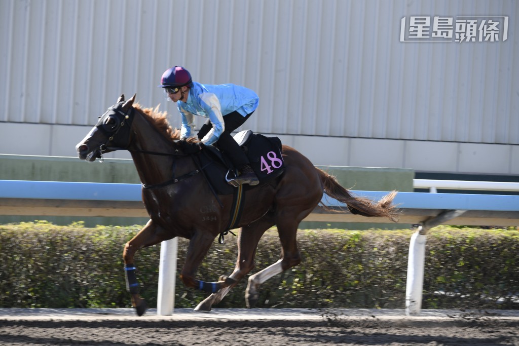 查馬房開倉至今，一共十匹自購新馬，其首戰跑獲三甲成績，其再出成績不俗，首季三駒跑獲一亞一季成績，上季同樣三駒，「決一劍」(圖) 勝出，另外「白鷺金剛」得亞軍。