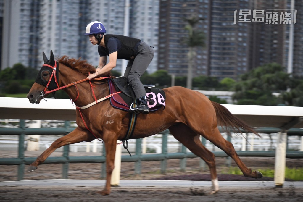 蔡约翰睇完「旋风飞飏」出跳走势后，跟手到机坪石屎路等马，之后跟住马匹返仓。
