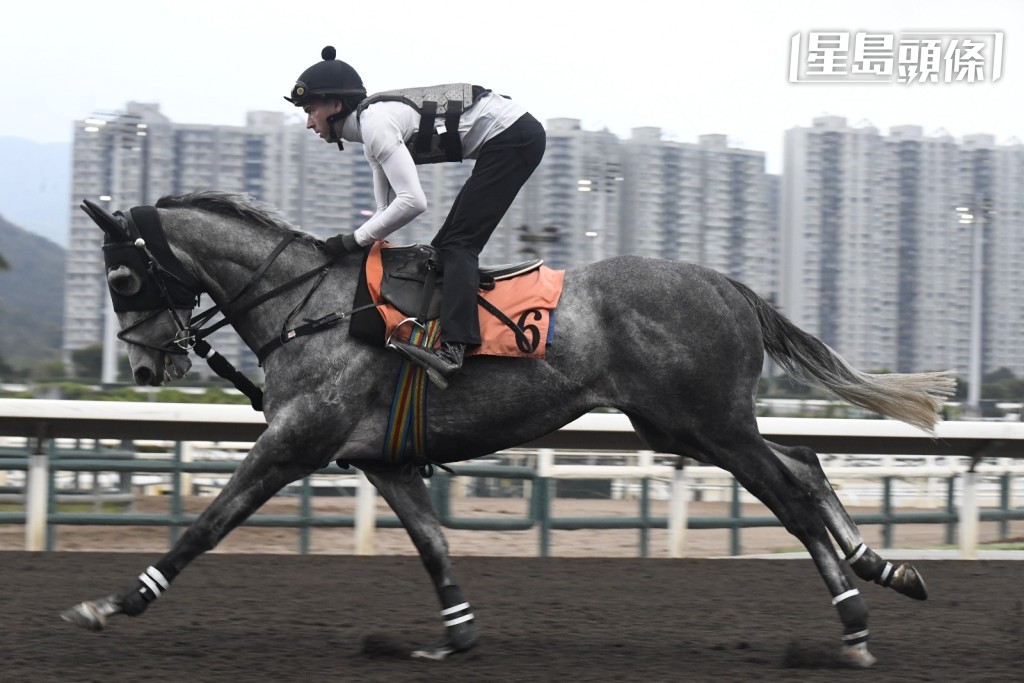 奥尔民亲自为第六场的「爱心波」(图) 加课,此马上场跑第三名,赛前骑师加课,露出搏杀手影。 奥尔民亲自为第六场的「爱心波」(图) 加课,此马上场跑第三名,赛前骑师加课,露出搏杀手影。