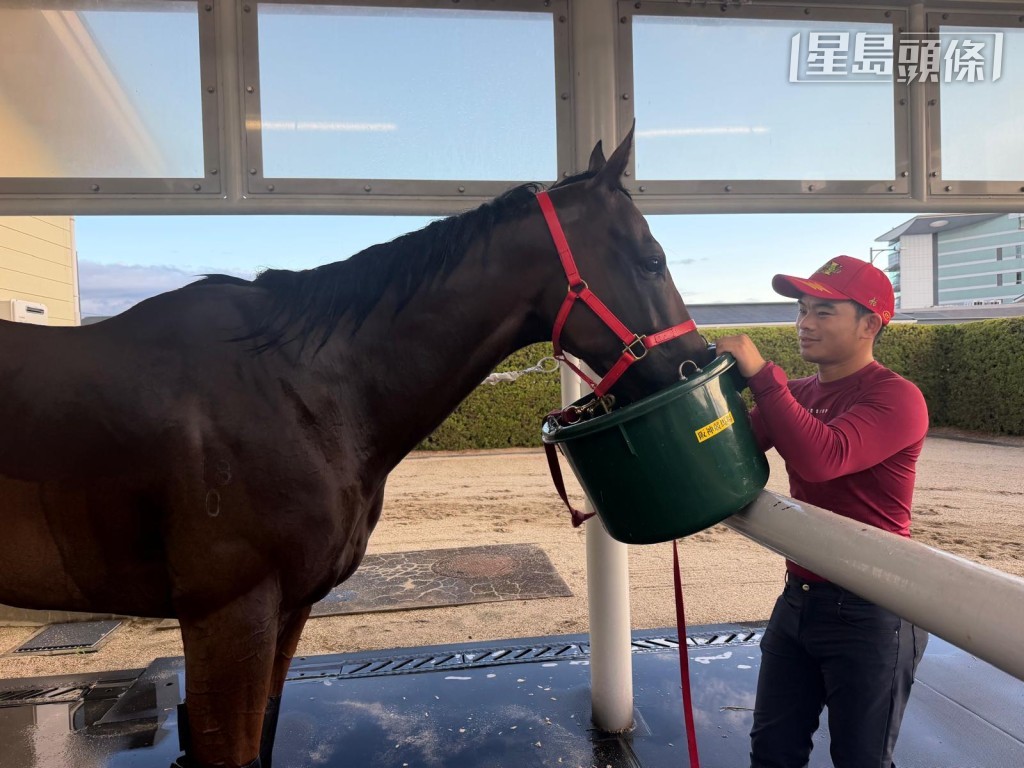 葉楚航旗下的「舉步生風」今朝在日本阪神競馬場在泥地跑道上踱步操練。 相片來源:葉楚航提供 葉楚航旗下的「舉步生風」今朝在日本阪神競馬場在泥地跑道上踱步操練。 相片來源:葉楚航提供