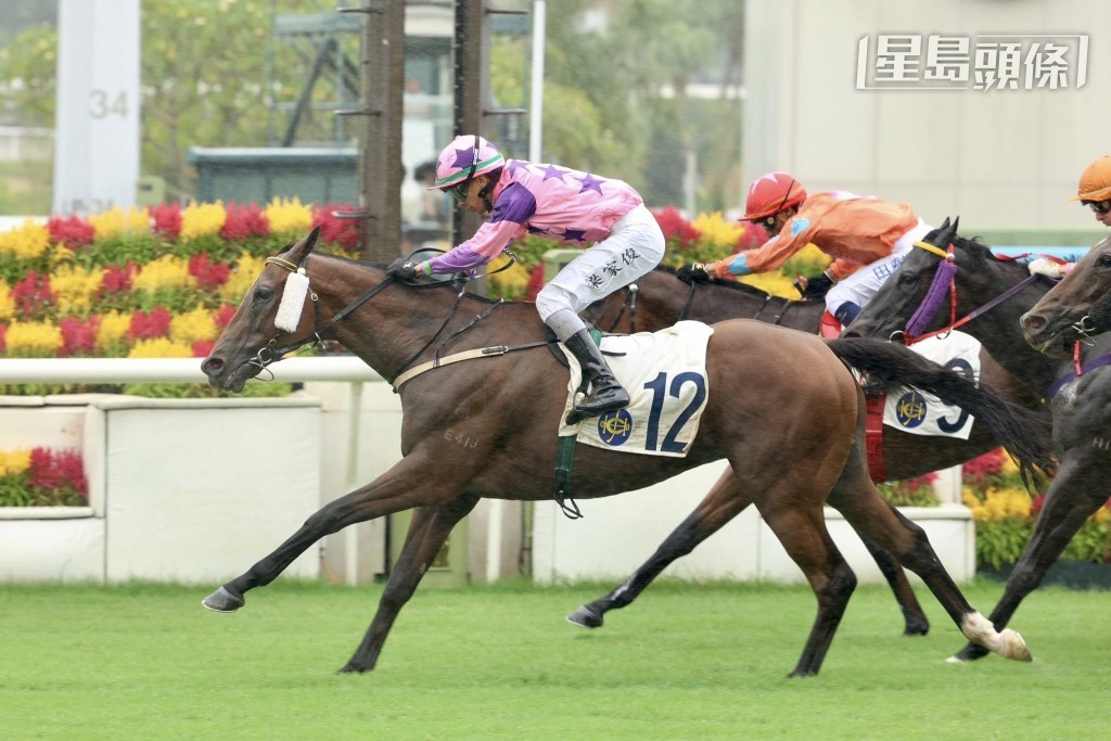「讓愛高飛」(圖) 今季初出即在沙田爆冷贏馬，可見鄭俊偉保養此馬得宜。