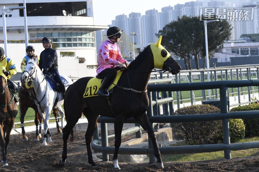 周日(2月8日)沙田上演十一場草泥日馬賽，重頭戲是千八米三級賽百週年紀念銀瓶，潘頓將接手呂廐的「禪勝輝煌」。