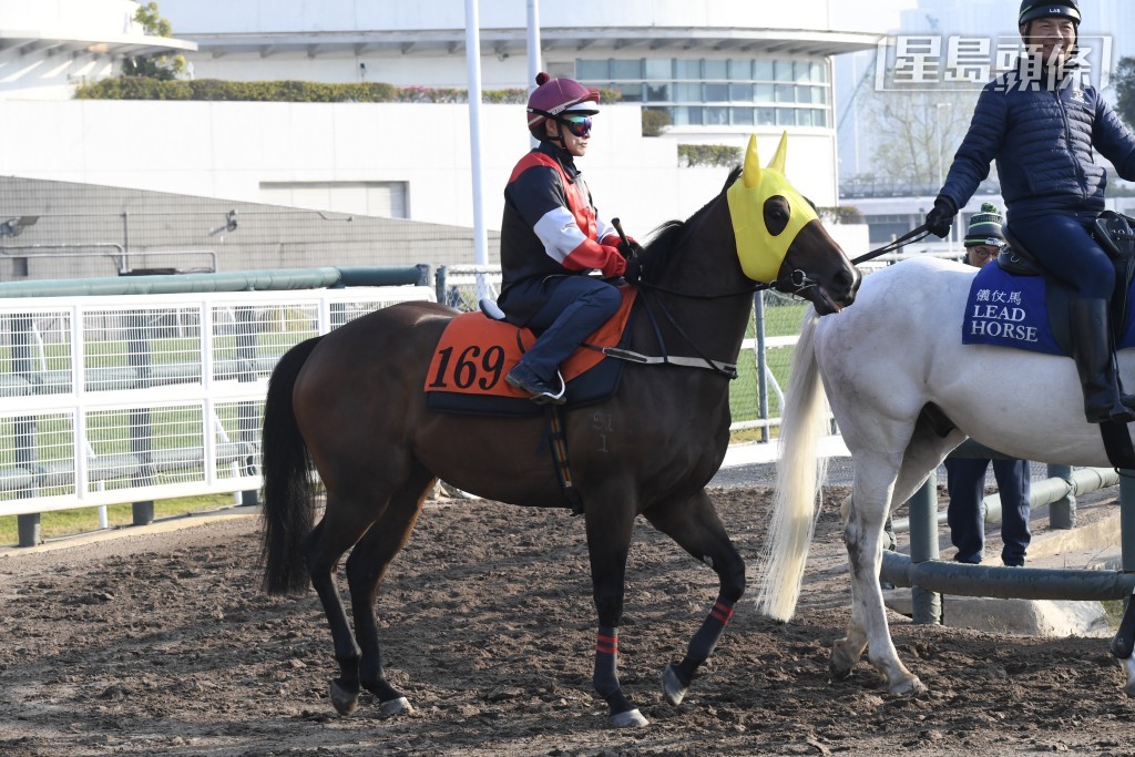 今期沙田赛事，石厩的「巨灵神」(图) 在港初次登场，马名甚有气势。