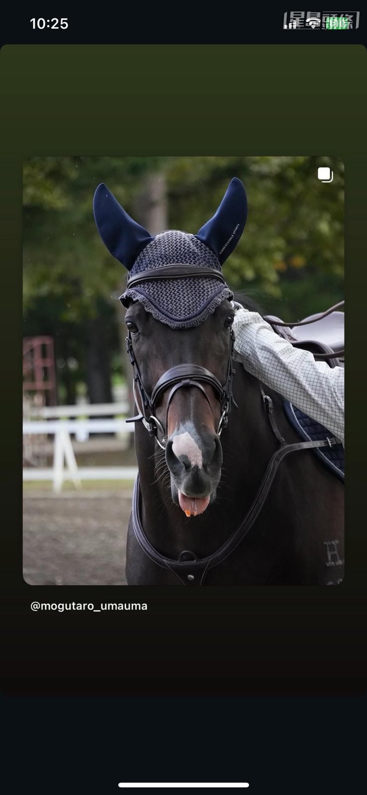 今次比賽共有三十三匹馬分組參與,「金鎗六十」的一組共有六匹退役馬參加,每匹馬各自表演後由評判比分數。 相片來源:馬主陳家樑和日本「金鎗六十」馬迷@mogutaro_umauma 提供 今次比賽共有三十三匹馬分組參與,「金鎗六十」的一組共有六匹退役馬參加,每匹馬各自表演後由評判比分數。 相片來源:馬主陳家樑和日本「金鎗六十」馬迷@mogutaro_umauma 提供