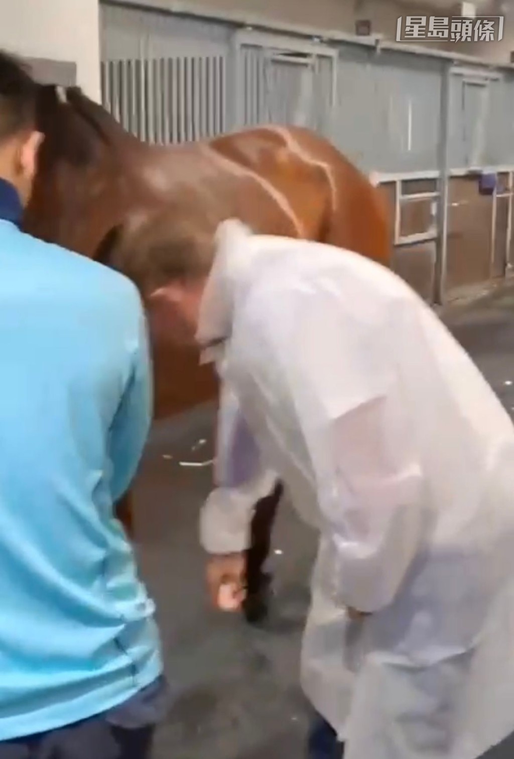 蔡約翰細心檢視每一匹馬的四肢。(影片裁圖)