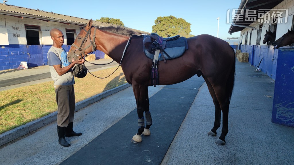 One Stripe剛剛被以前騎師杜鵬志為經理人，目前當地最大養馬團體之一Hollywood Syndicate 以過千萬港元購入。