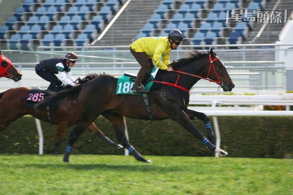 「金鑽貴人」今晨在沙田1000米試閘中以第二名過終點。