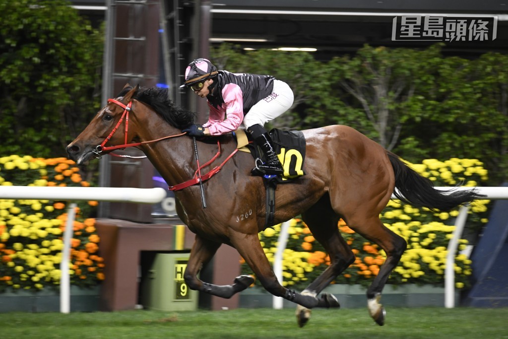 昨晨艾兆禮收操時透露，對來自蔡廄的「一起美麗」(圖) 和「福星小子」最為看好。