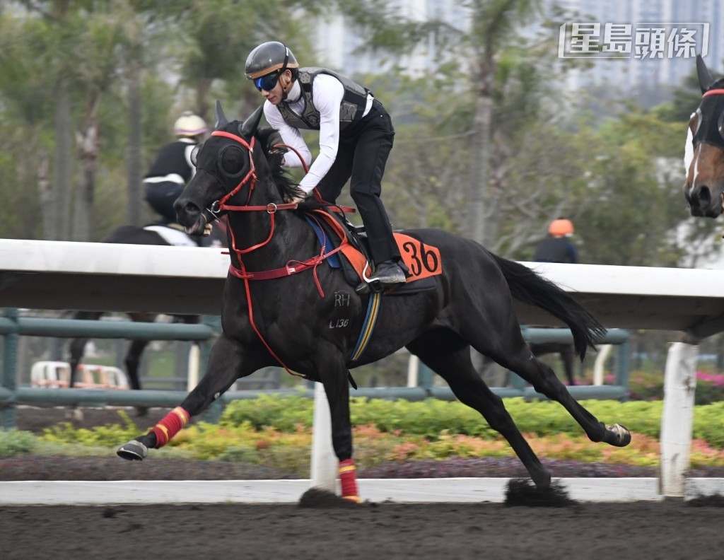 当巫厩的「悠然常胜」（L136) 由周俊乐快试时，巫伟杰聚精会神地观看人马操练，课后又前往机坪接马。