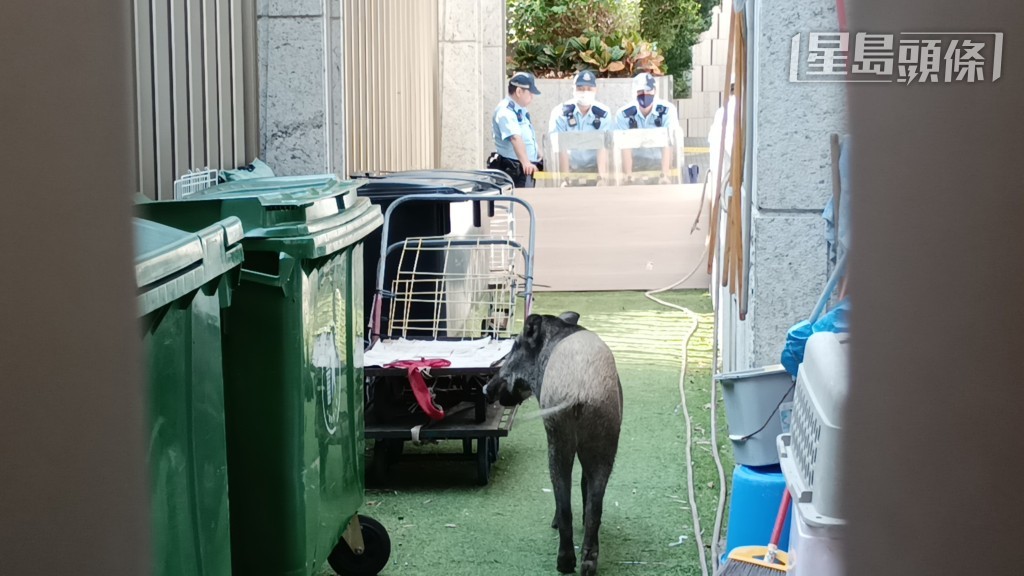 野豬等野生動物亦時常出現在市區覓食。資料圖片 野豬等野生動物亦時常出現在市區覓食。資料圖片