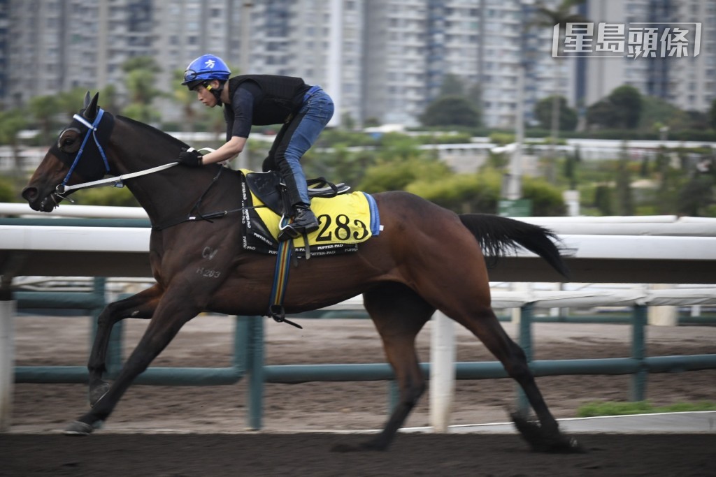 周三晚泥地赛有程马第三场「日日奖」(H283) (图) 。 周三晚泥地赛有程马第三场「日日奖」(H283) (图) 。