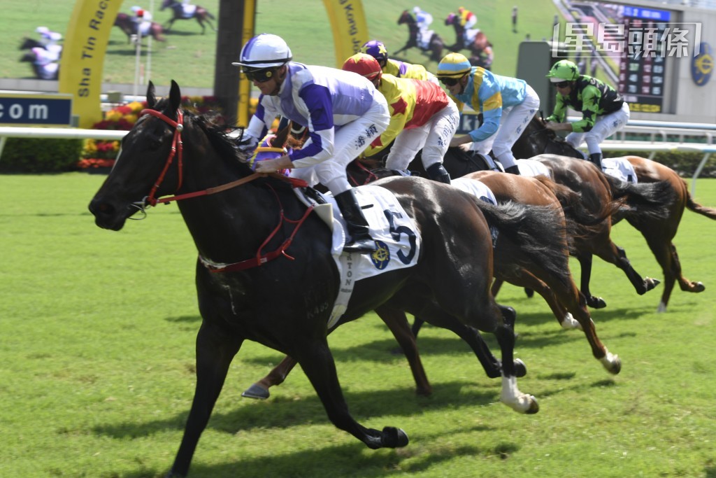 剛周日的四班直路賽，馬房安排「駿皇逸」上陣，「官金騏」(圖) 初跑谷草成績如何？