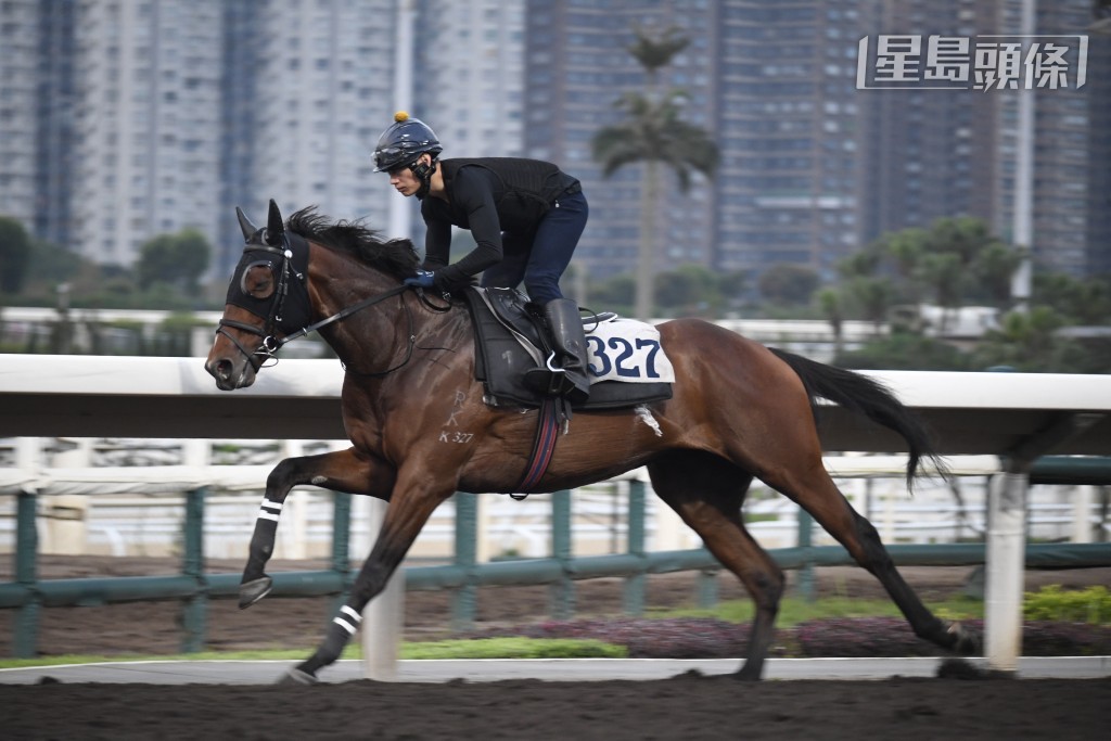 「勤德天下」(圖) 助手踱一圈，神情專注汗濕唔多，馬身好靚全身肌肉，神態活躍走勢爽朗，仍惹好感。