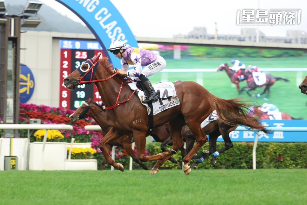 罗富全考虑到「紫荆盛势」(图) 的长线发展，拟决定避战女皇杯，留待下月三十一日的三级赛狮子山锦标才上阵。