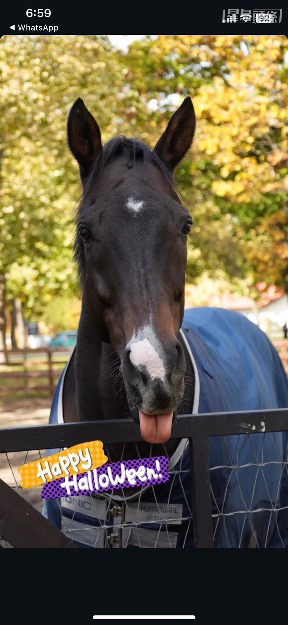 適逢昨日（10月31日）是萬聖節，馬主陳家樑分享一張「金鎗六十」(圖) 伸脷的佻皮相片，代表愛駒祝大家萬聖節快樂。(相片和短片截圖來源： 馬主陳家樑提供，IG @mogutaro_umauma )