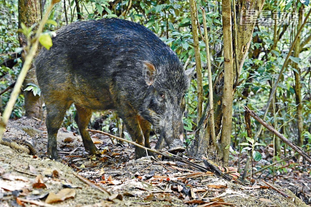 去年底大埔一隻野豬驗出非洲豬瘟。資料圖片