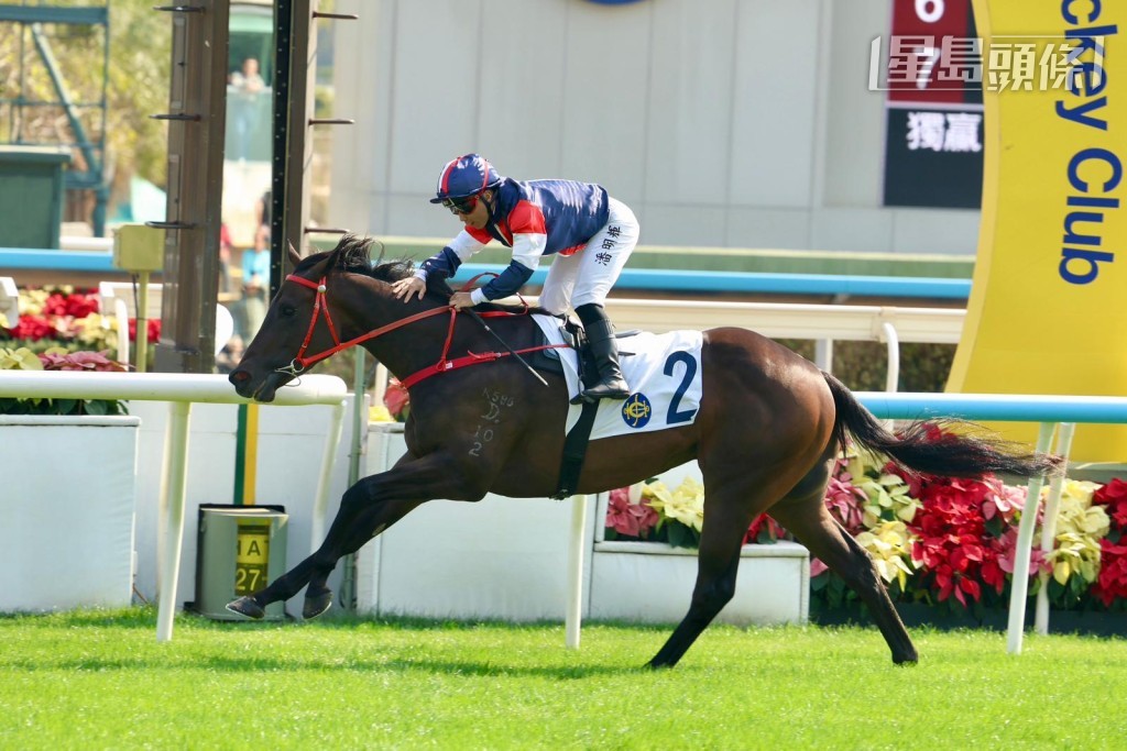 有「火車潘」之稱的本地騎師潘明輝剛周末2025年沙田終極一戰以羅廄的「極上紗瓏」(圖) 贏馬，而這一場頭馬是羅富全在港從練以來勝出的第500場頭馬，非常有意義。