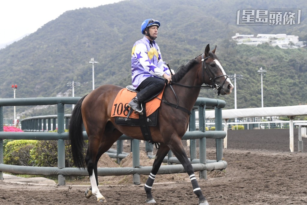由于麦道朗找不到合适的航班，游达荣和「紫荆」系马主商讨后，决定「紫荆传令」(图) 由潘顿主㘘出战今届打吡。