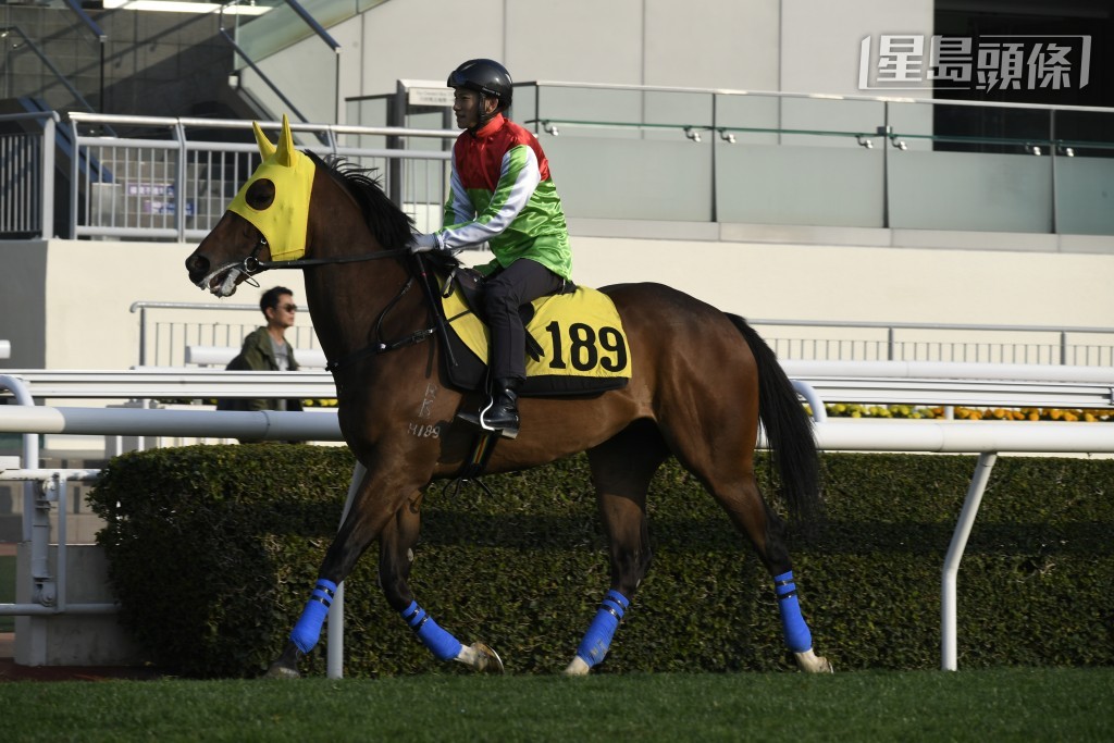 沈慧林團體馬「閃耀將神」將出爭周三晚谷草四班千二米賽事。