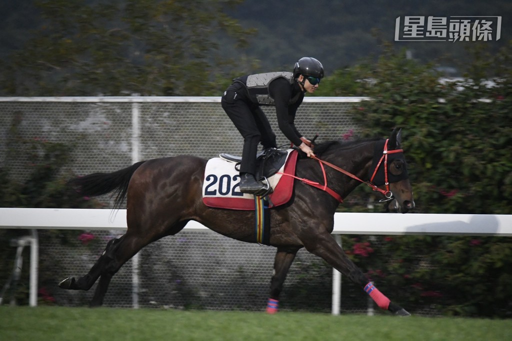明晚谷草上演马年首场谷草夜赛，周俊乐的女友陈翠盈和未来外父陈桥森均有马出赛，分别是陈桥森的「翠儿威威」（第六场）(图) 及陈氏父女的团体马「沙井之友」（第九场）(图)。
