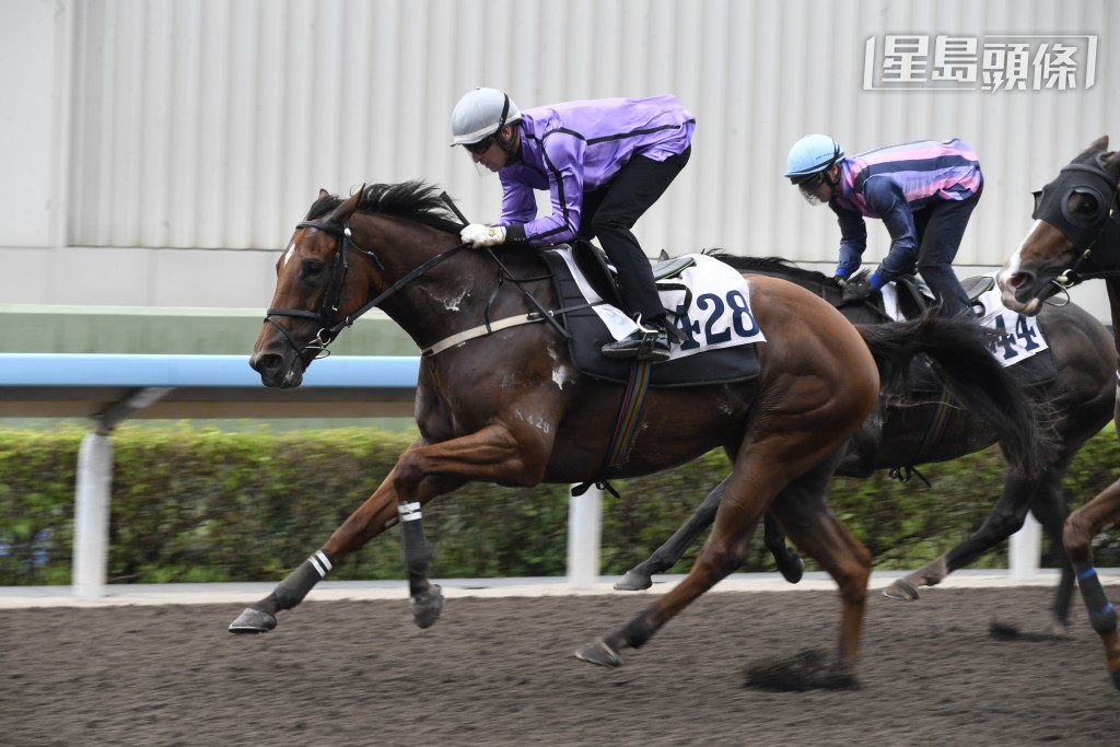 周日杨明纶将为「维港智能」、「心雄雄」、「魅力知耀」(图)、「龙之邦」、「大浪园田」、「海洋帝君」及「精英夺冠」主辔。