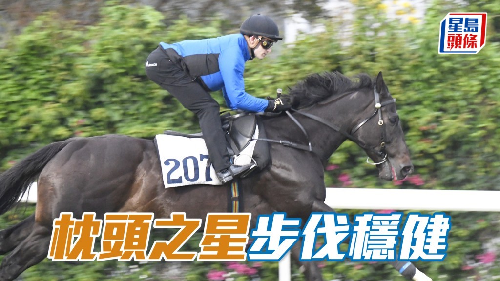  「枕頭之星」雙目炯炯有神，充滿朝氣正值勇境。