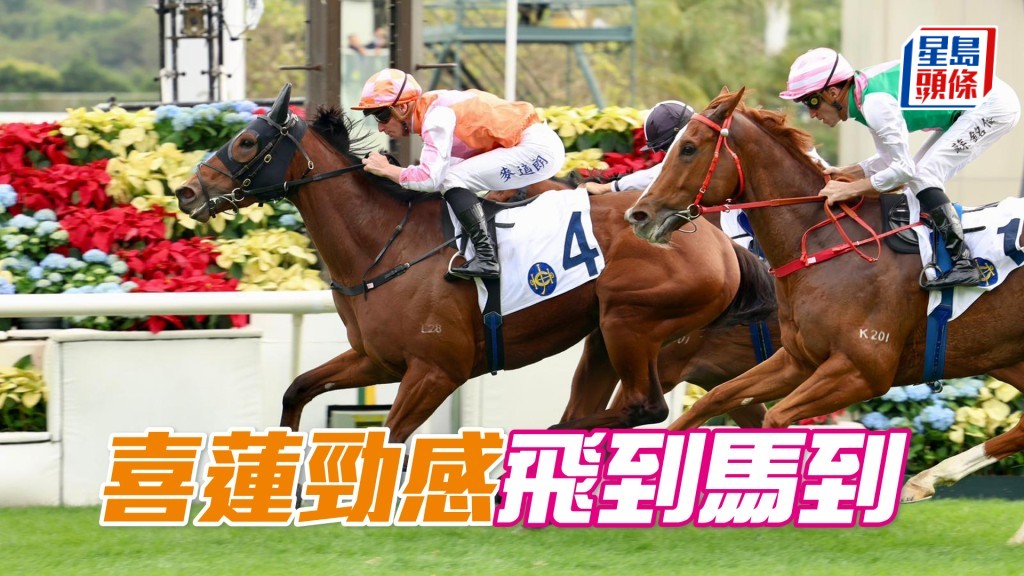 「喜莲劲感」飞到马到