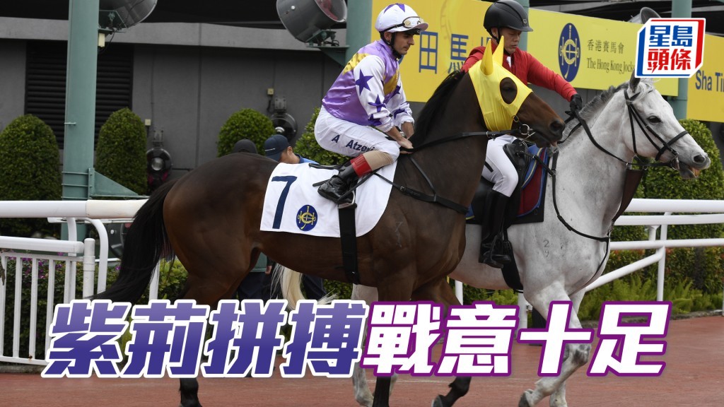 「紫荊拼搏」能力非凡，潘頓唔放手既是重要啟示，希斯全力爭冠戰意可加，放心追捧。