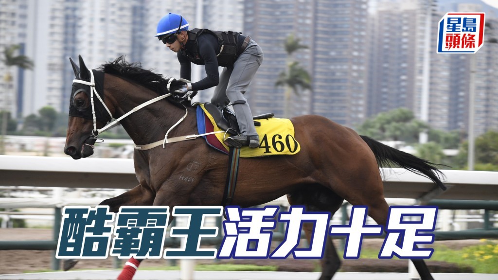 「酷霸王」毛色亮麗目光銳利，轉倉操足重現朝氣。