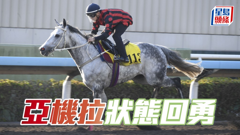 「亞機拉」戴頭罩由副練跳兩段，灰馬身粗壯，走勢勁火力好，狀態去番最弗時。