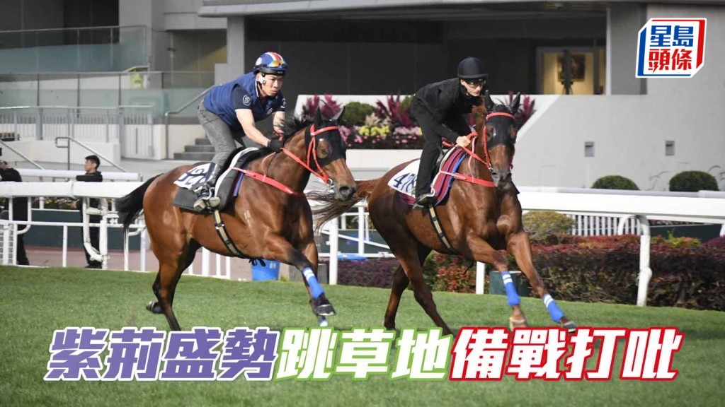 为备战打吡，今早「紫荆盛势」(外) 与厩侣「遨游波士」(内) 在草地拍跳。