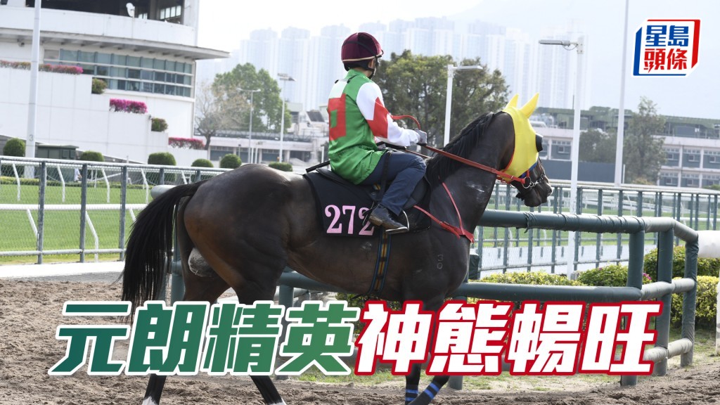 「元朗精英」朝氣勃勃正值勇境。