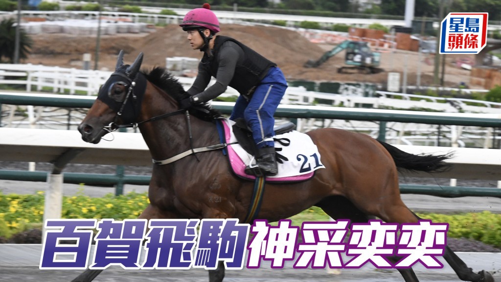 「百賀飛駒」毛色油潤有光澤，神采奕奕，狀態持續見好。