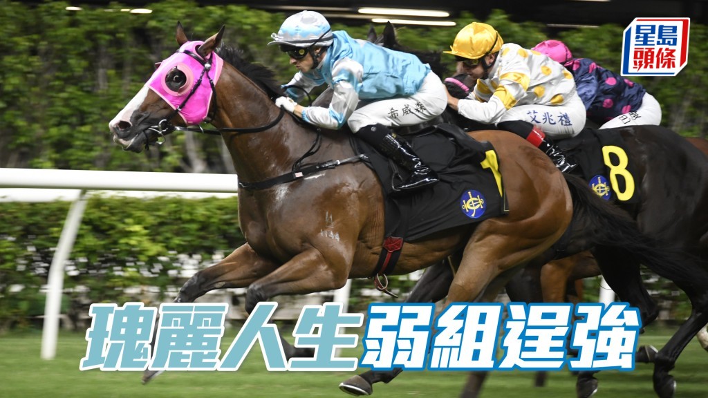 「瑰麗人生」回師沙田千二亦是起家途程，難得遇此弱組，相信必會把握機會一試。