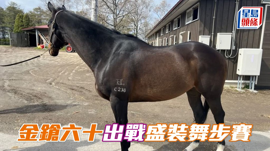 「金鎗六十」(圖) 已報名參加本周日「引退競馬走馬盃」的盛裝舞步賽，今次是首匹在海外羸出一級賽的馬匹參加此賽。