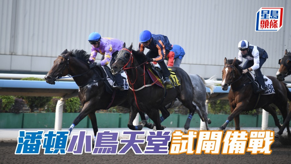 昨早沙田舉行四組泥地試閘，其中第一組泥閘中，潘頓再度為「小鳥天堂」(內) 出試泥閘。