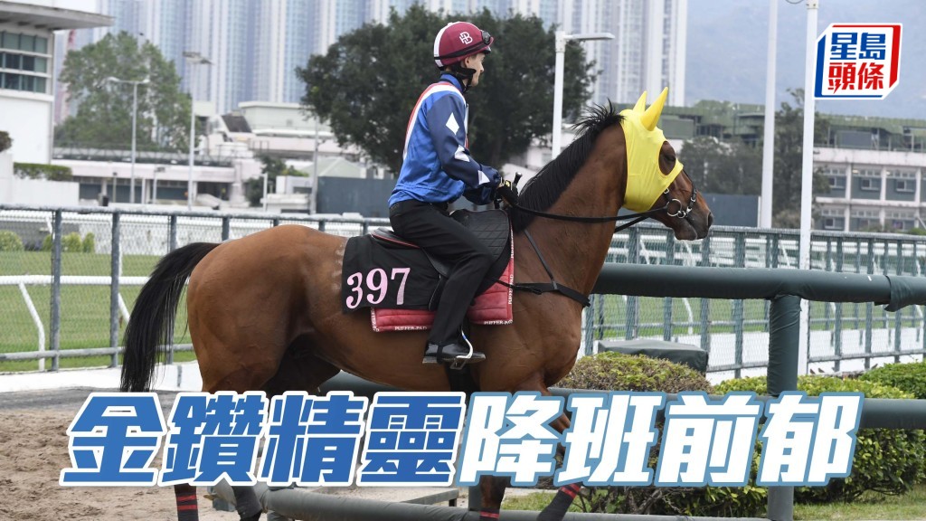 今仗「金鑽精靈」(圖) 唞夠回足氣，賽前專誠找班德禮試大閘，加強人馬溝通，不似為跑五班賽鋪路。