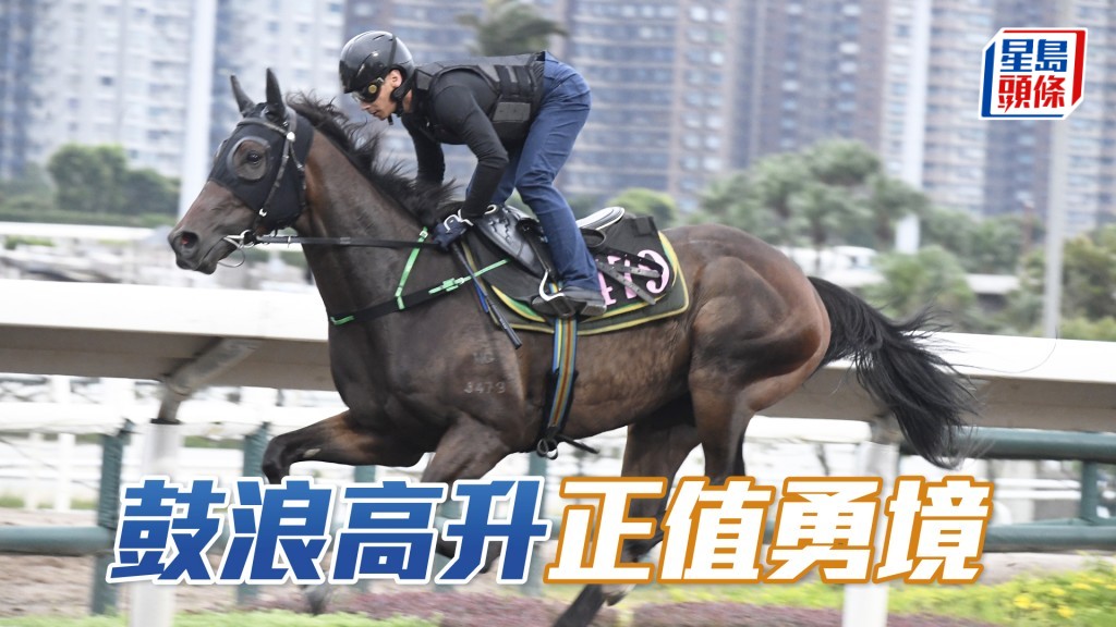 「鼓浪高升」步挺貫注力足，馬身紮實毛色靚。